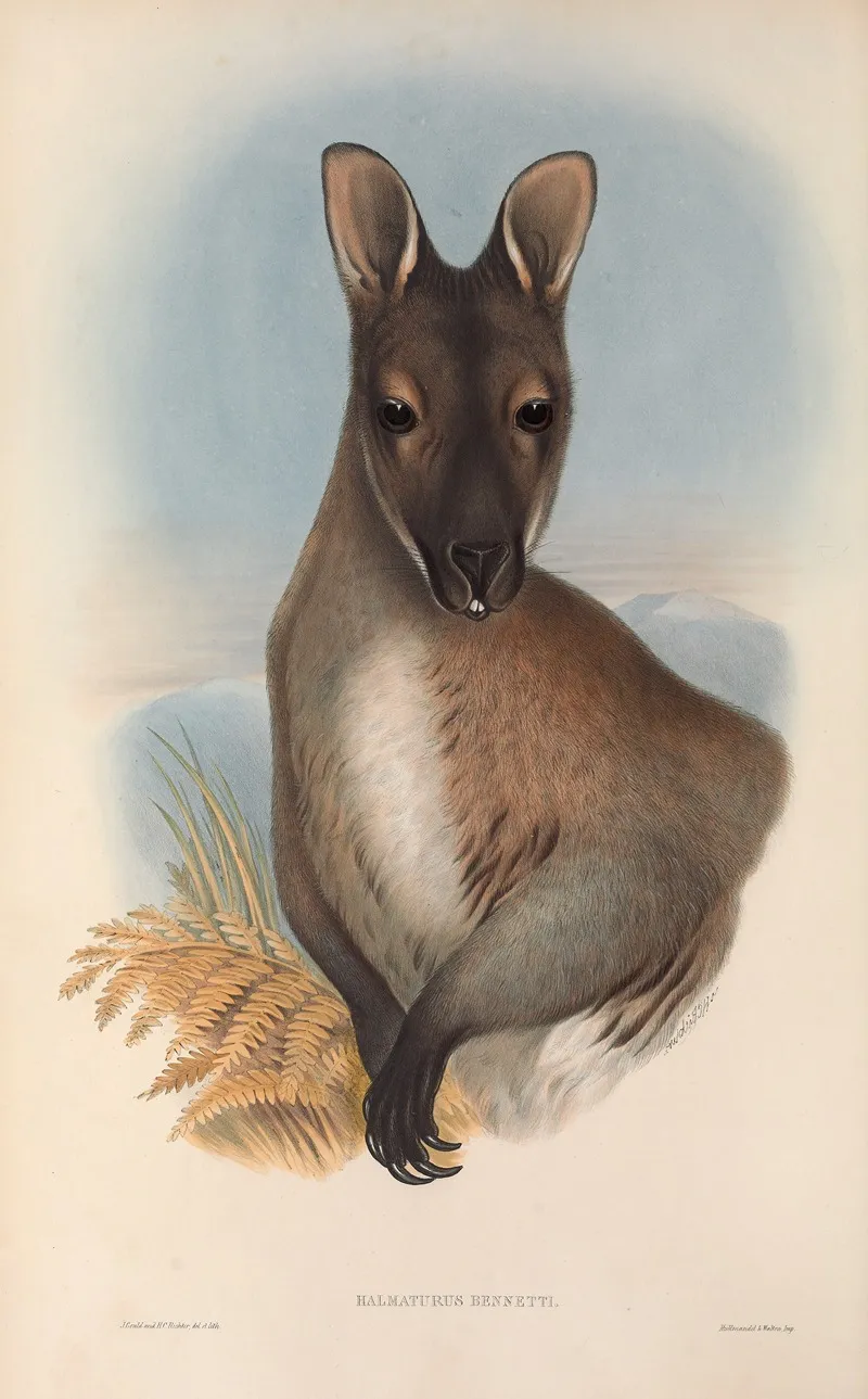 The Mammals Of Australia Pl 052 Wall Art by John Gould - High-Resolution Digital Print