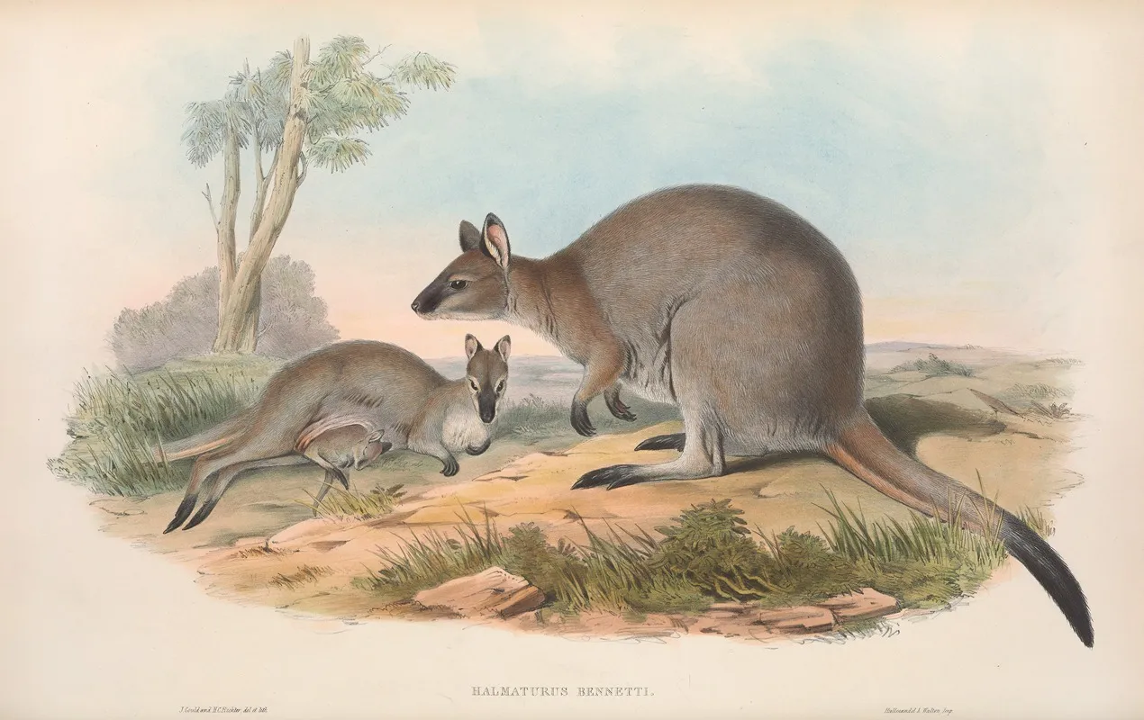 The Mammals Of Australia Pl 053 Wall Art by John Gould - High-Resolution Digital Print