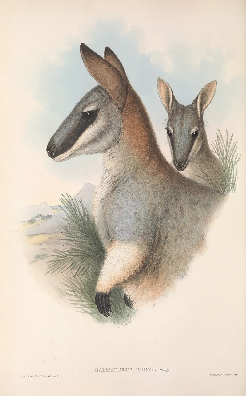 The Mammals Of Australia Pl 054 Wall Art by John Gould - High-Resolution Digital Print