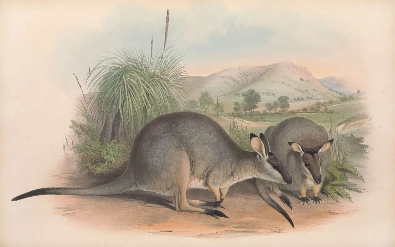The Mammals Of Australia Pl 057 Wall Art by John Gould - High-Resolution Digital Print