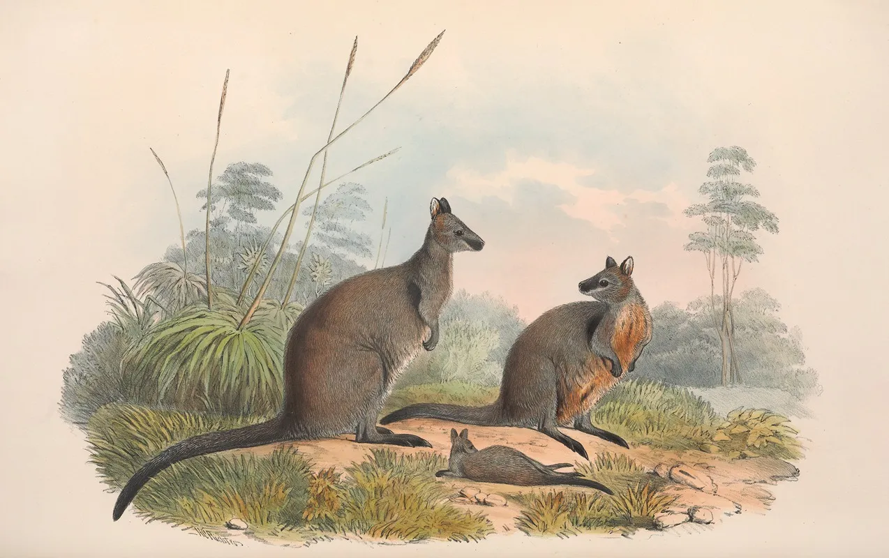 The Mammals Of Australia Pl 059 Wall Art by John Gould - High-Resolution Digital Print