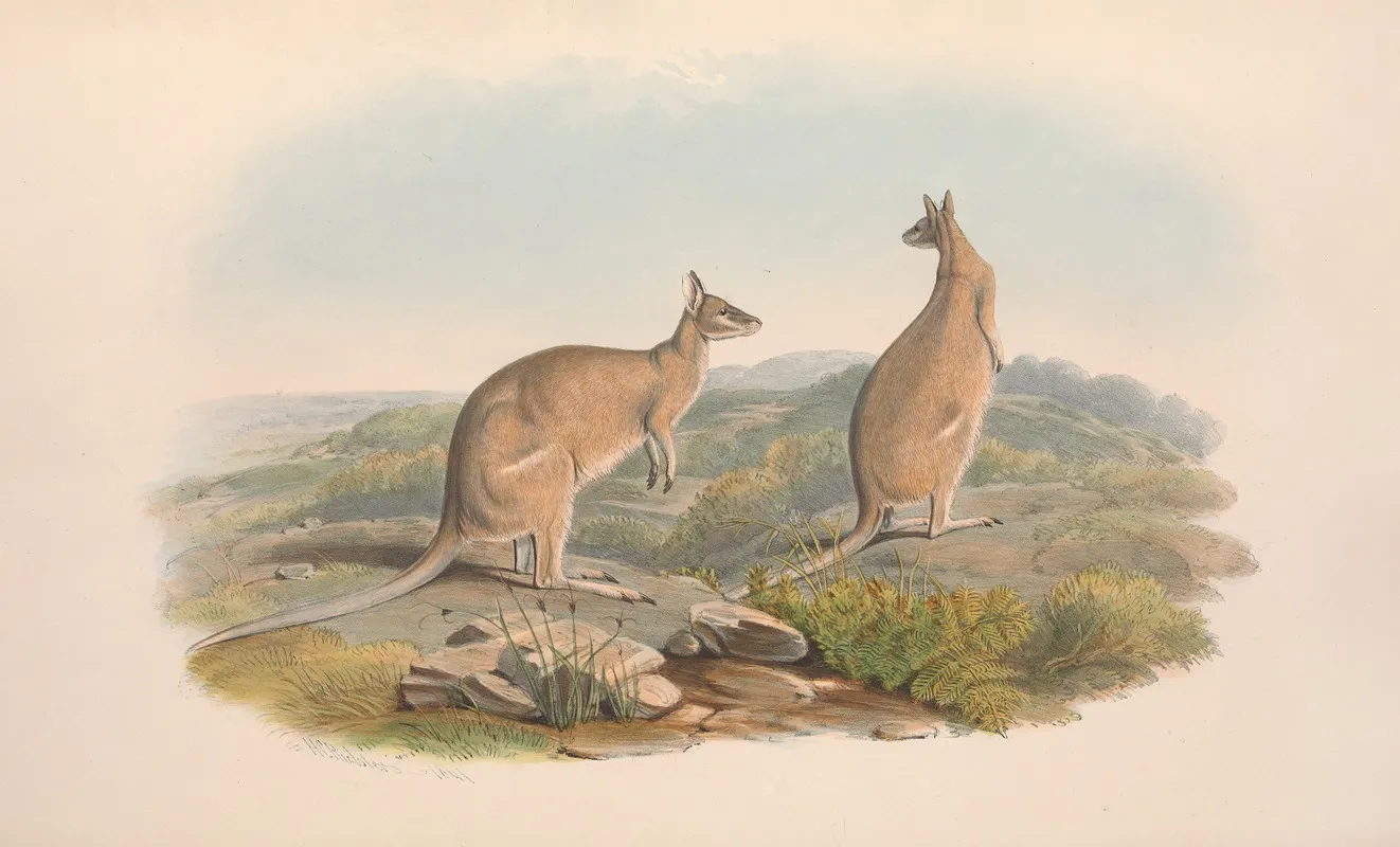 The Mammals Of Australia Pl 061 Wall Art by John Gould - High-Resolution Digital Print