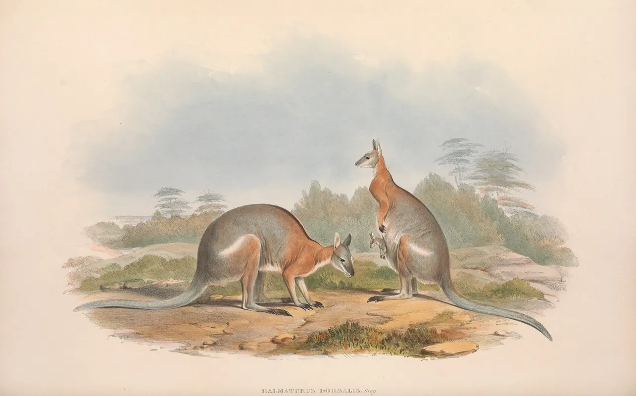 The Mammals Of Australia Pl 063 Wall Art by John Gould - High-Resolution Digital Print