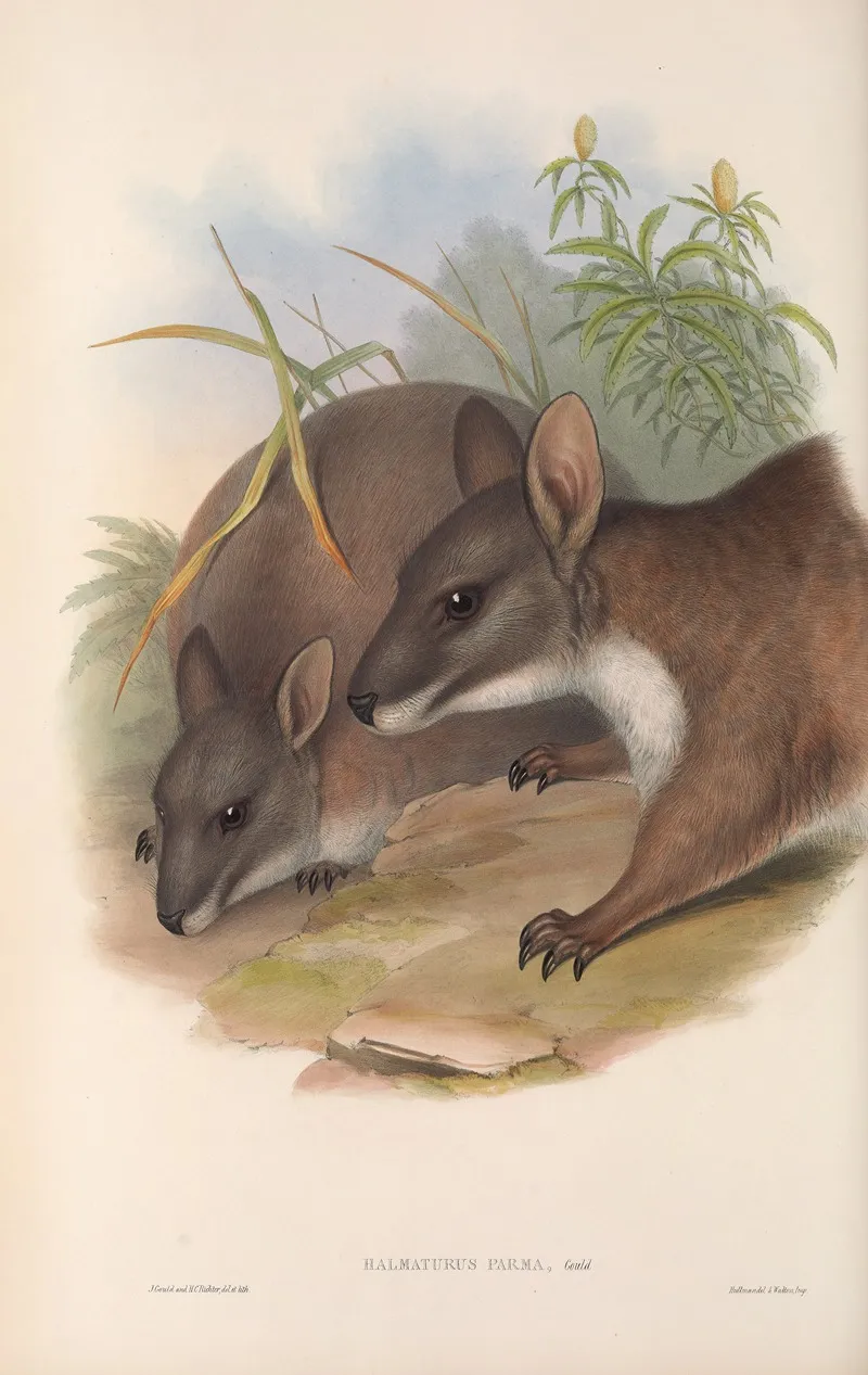 The Mammals Of Australia Pl 064 Wall Art by John Gould - High-Resolution Digital Print