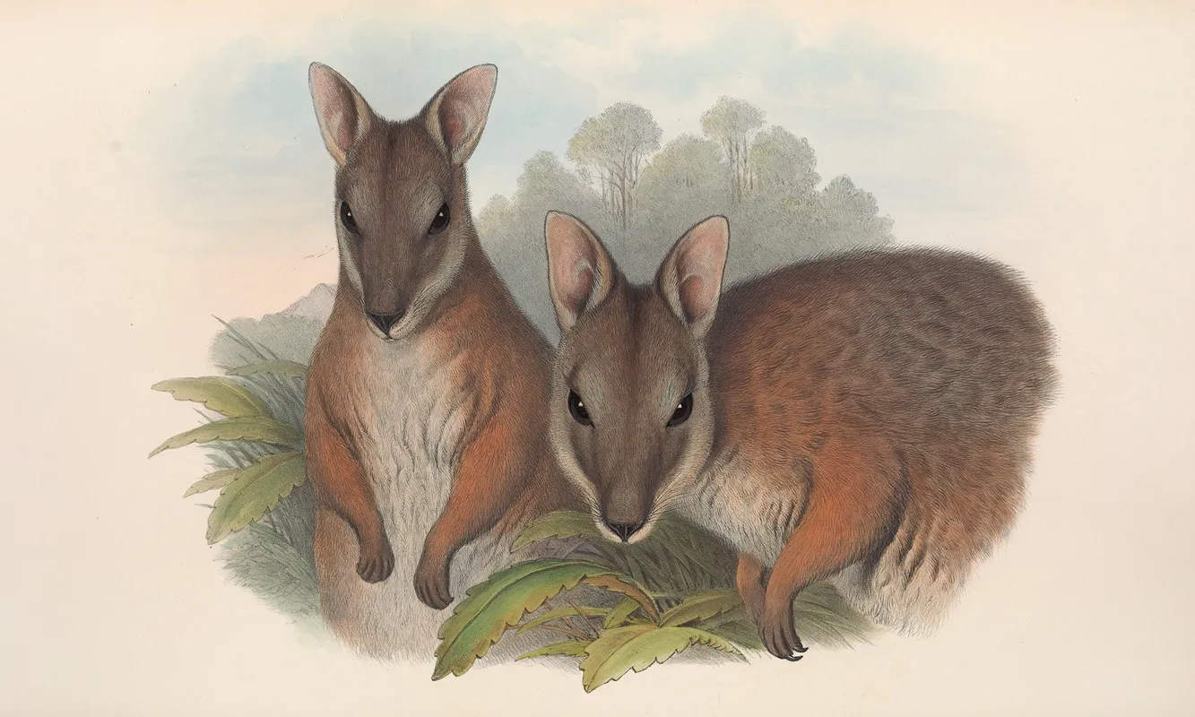 The Mammals Of Australia Pl 065 Wall Art by John Gould - High-Resolution Digital Print