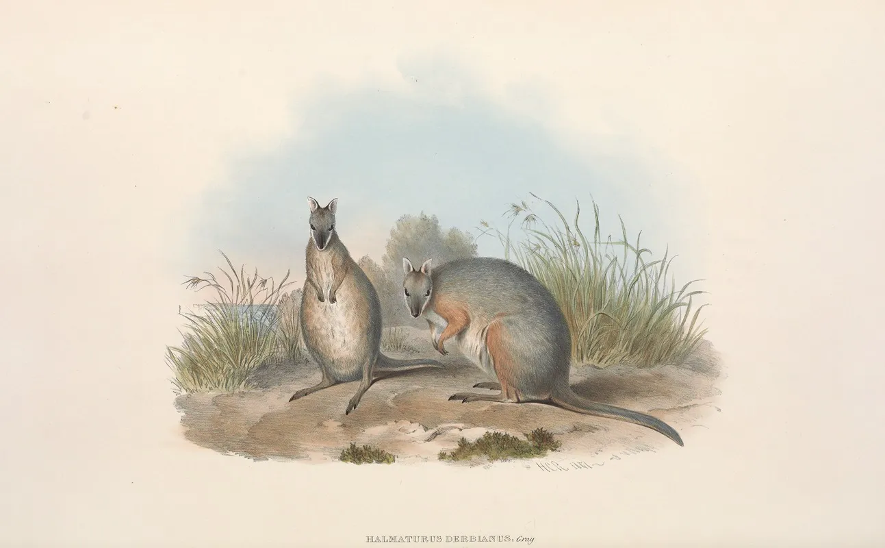 The Mammals Of Australia Pl 066 Wall Art by John Gould - High-Resolution Digital Print