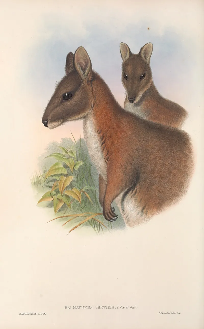 The Mammals Of Australia Pl 067 Wall Art by John Gould - High-Resolution Digital Print