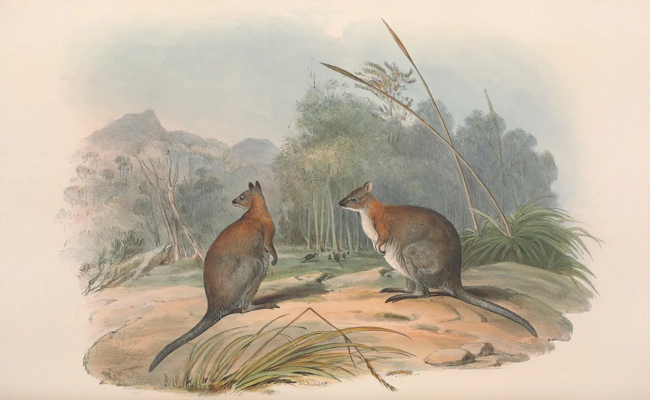 The Mammals Of Australia Pl 068 Wall Art by John Gould - High-Resolution Digital Print