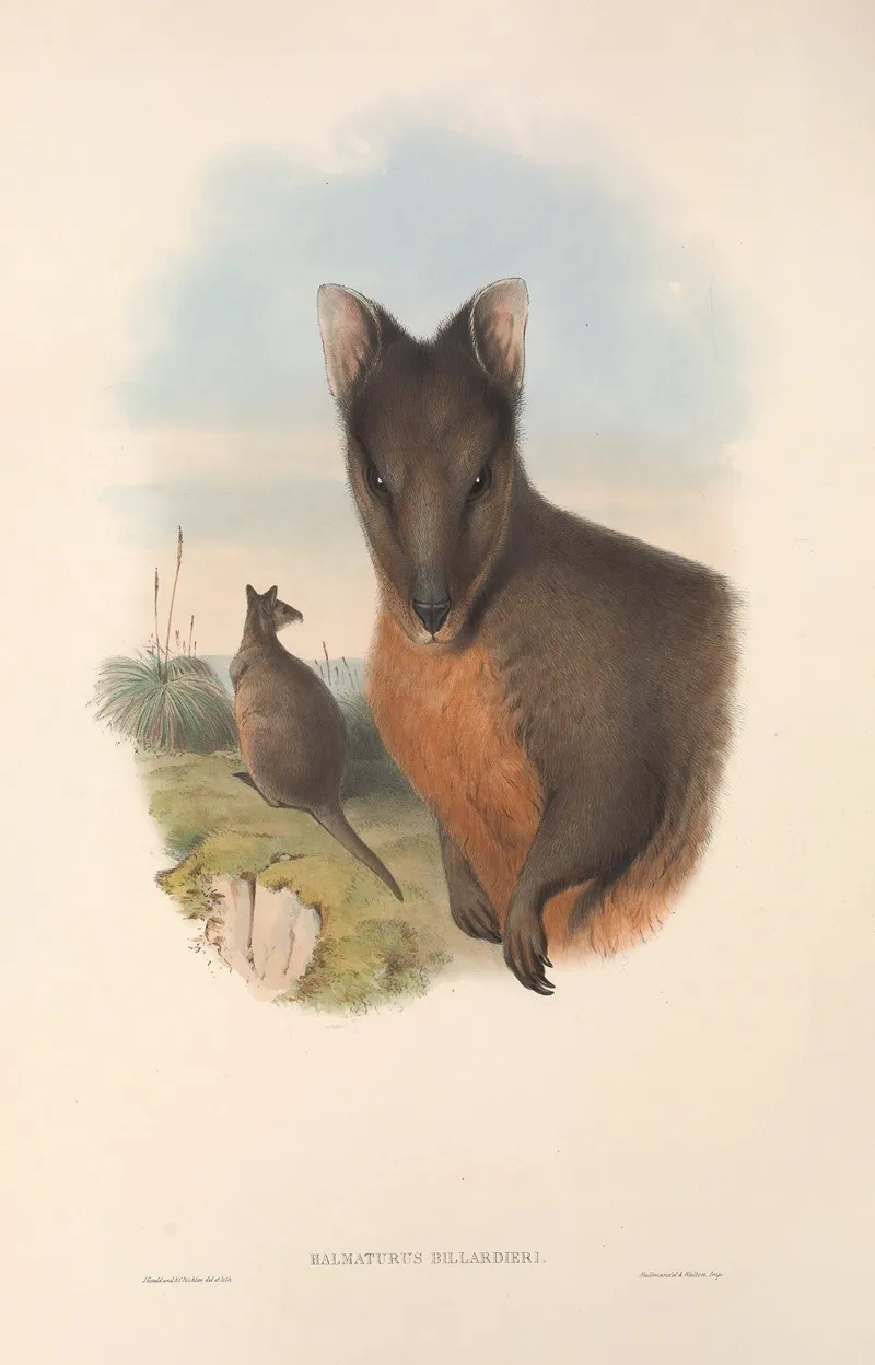 The Mammals Of Australia Pl 071 Wall Art by John Gould - High-Resolution Digital Print