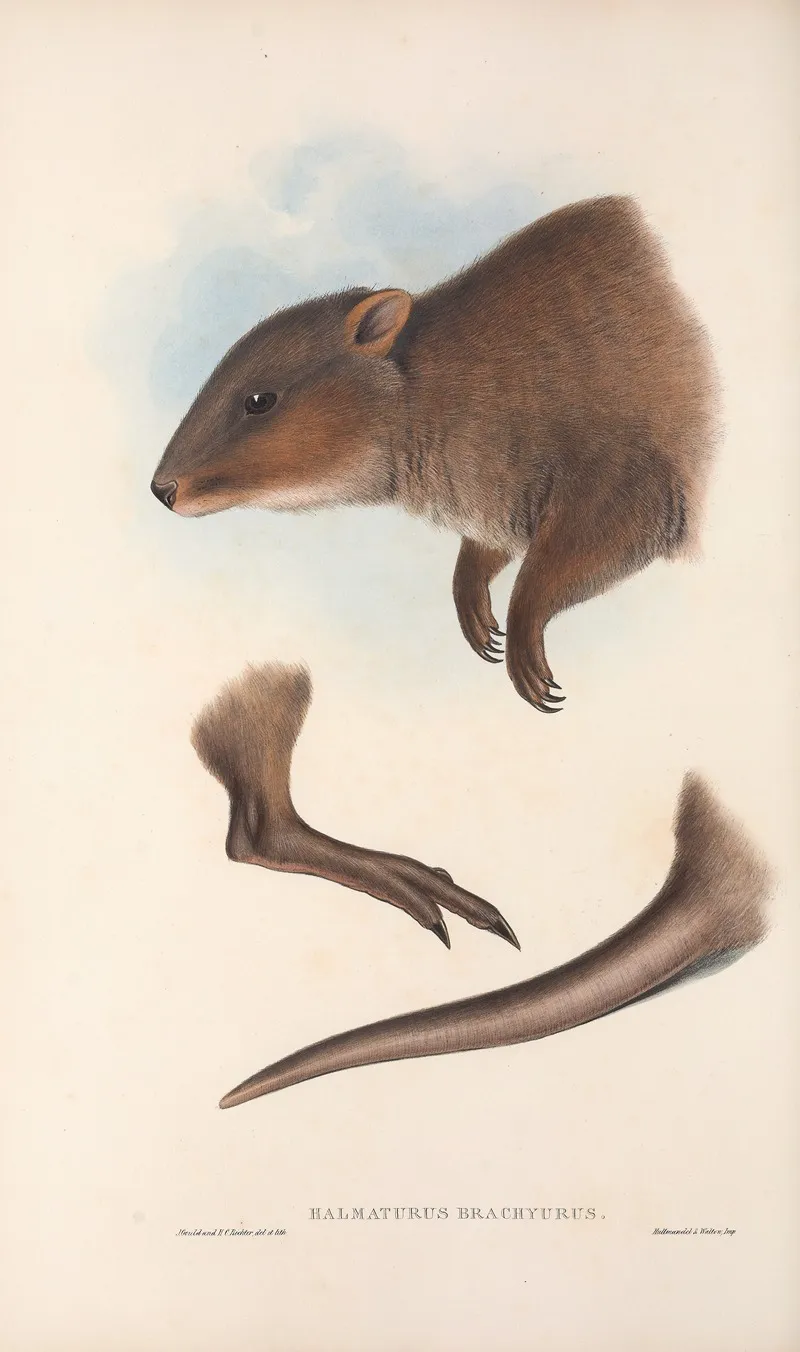 The Mammals Of Australia Pl 073 Wall Art by John Gould - High-Resolution Digital Print