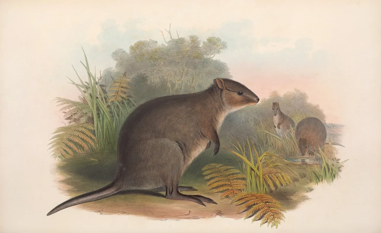 The Mammals Of Australia Pl 074 Wall Art by John Gould - High-Resolution Digital Print