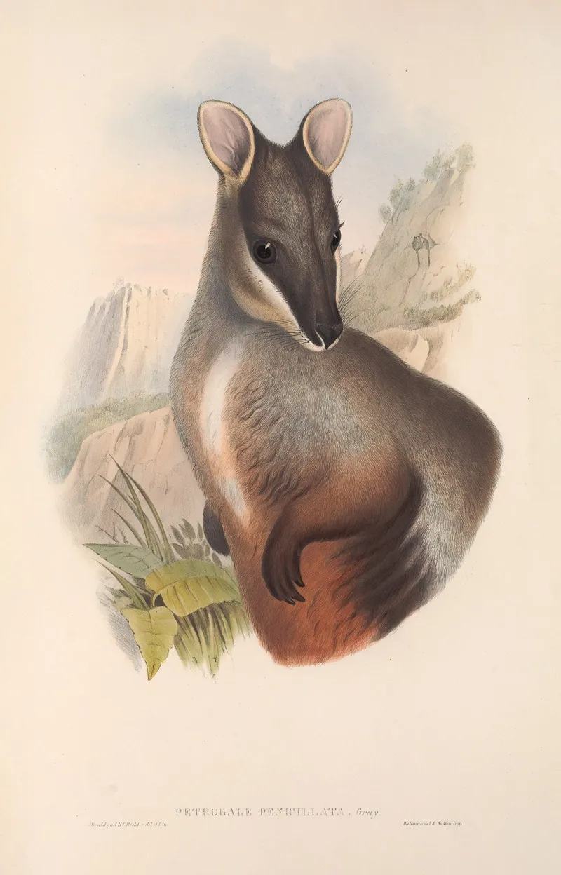 The Mammals Of Australia Pl 075 Wall Art by John Gould - High-Resolution Digital Print