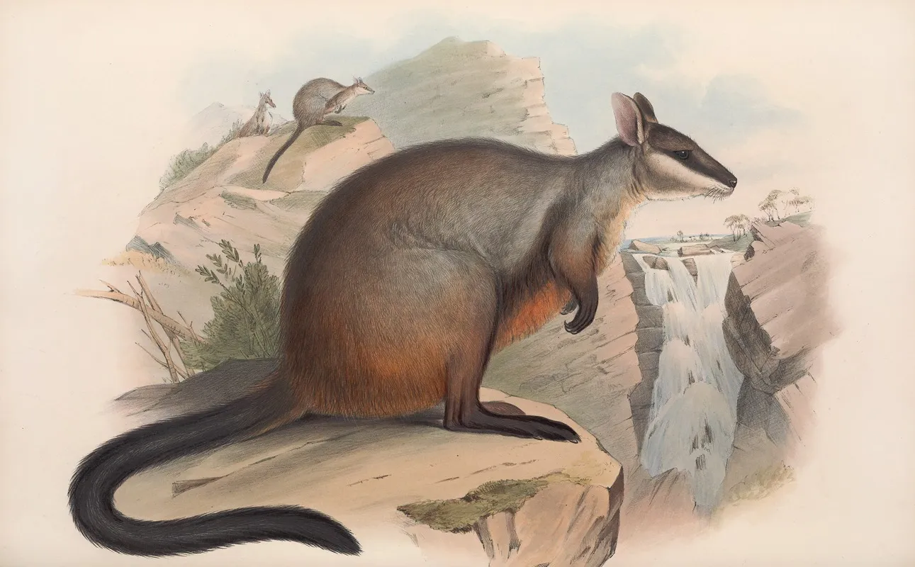 The Mammals Of Australia Pl 076 Wall Art by John Gould - High-Resolution Digital Print