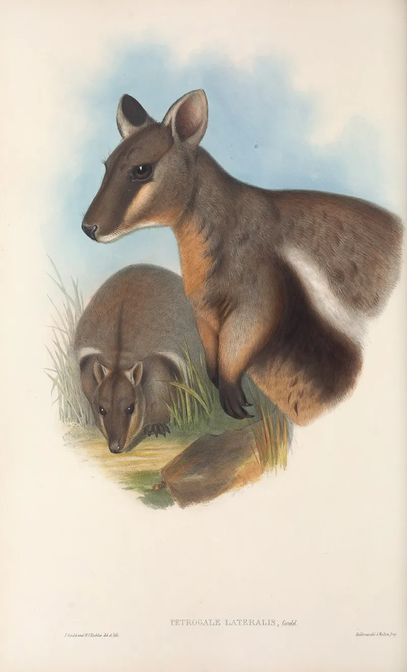 The Mammals Of Australia Pl 077 Wall Art by John Gould - High-Resolution Digital Print