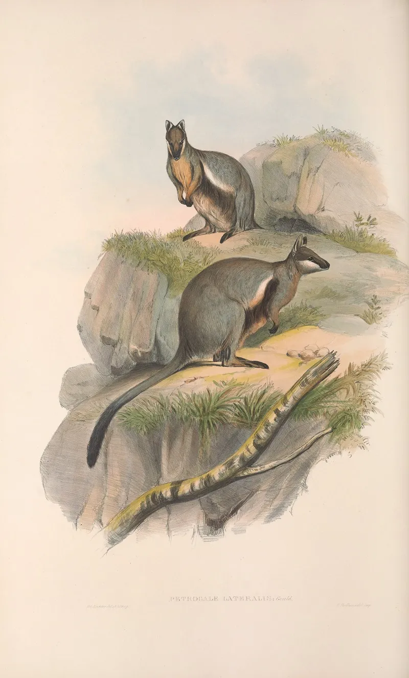 The Mammals Of Australia Pl 078 Wall Art by John Gould - High-Resolution Digital Print