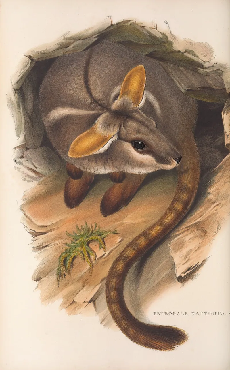 The Mammals Of Australia Pl 079 Wall Art by John Gould - High-Resolution Digital Print