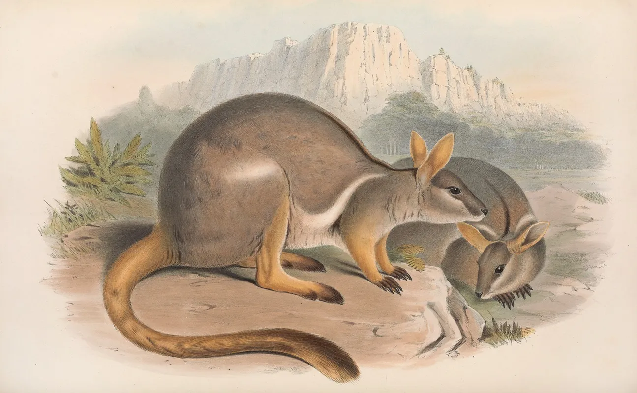 The Mammals Of Australia Pl 080 Wall Art by John Gould - High-Resolution Digital Print