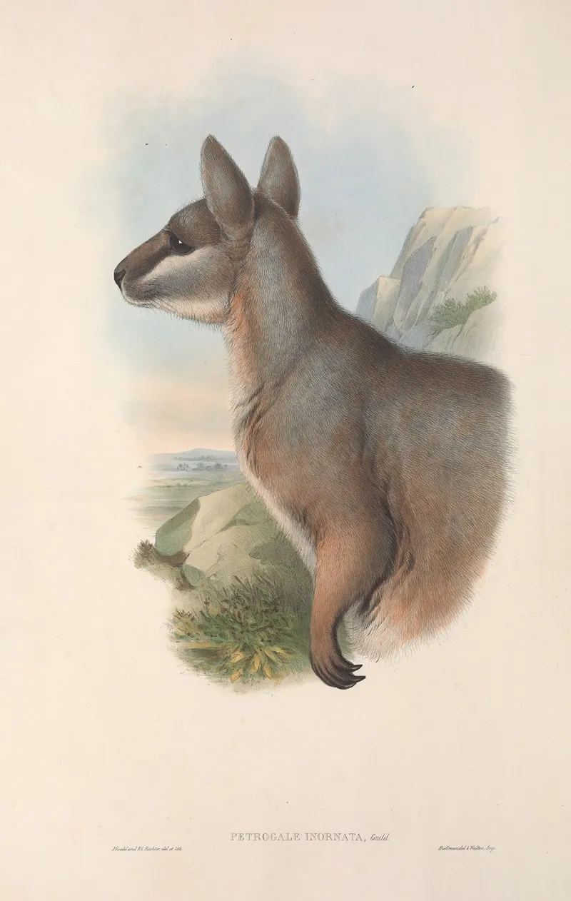 The Mammals Of Australia Pl 081 Wall Art by John Gould - High-Resolution Digital Print