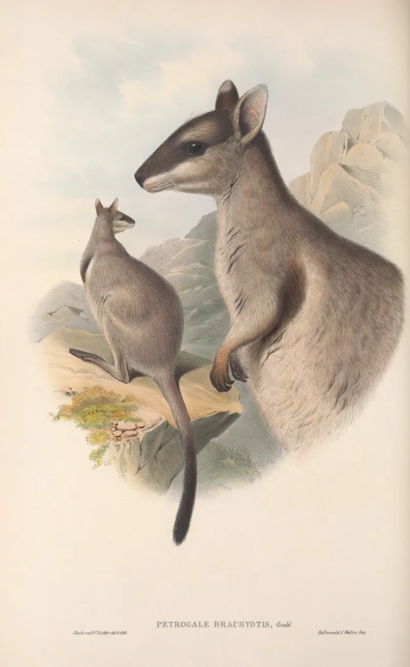 The Mammals Of Australia Pl 083 Wall Art by John Gould - High-Resolution Digital Print