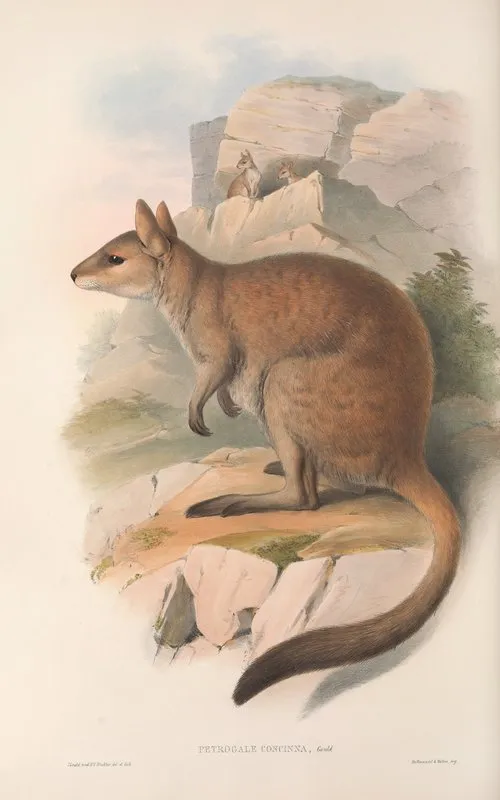 The Mammals Of Australia Pl 084 Wall Art by John Gould - High-Resolution Digital Print