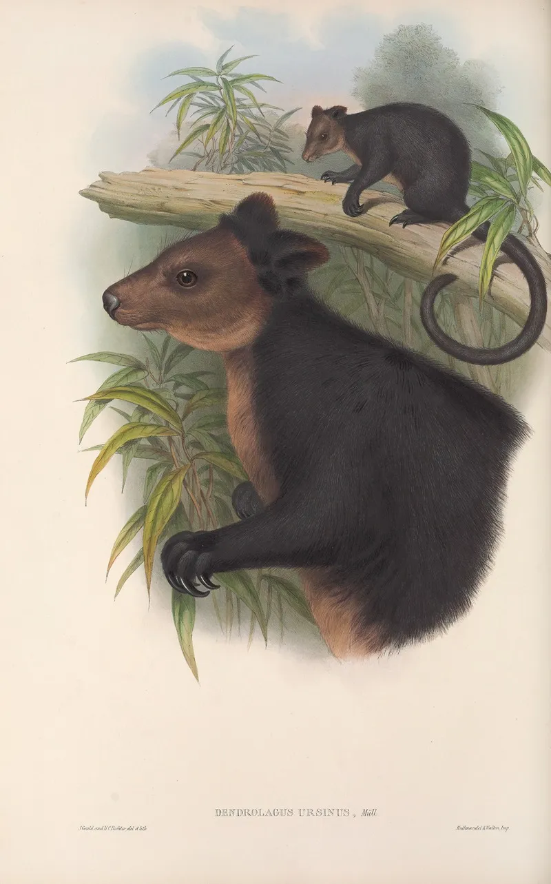 The Mammals Of Australia Pl 085 Wall Art by John Gould - High-Resolution Digital Print