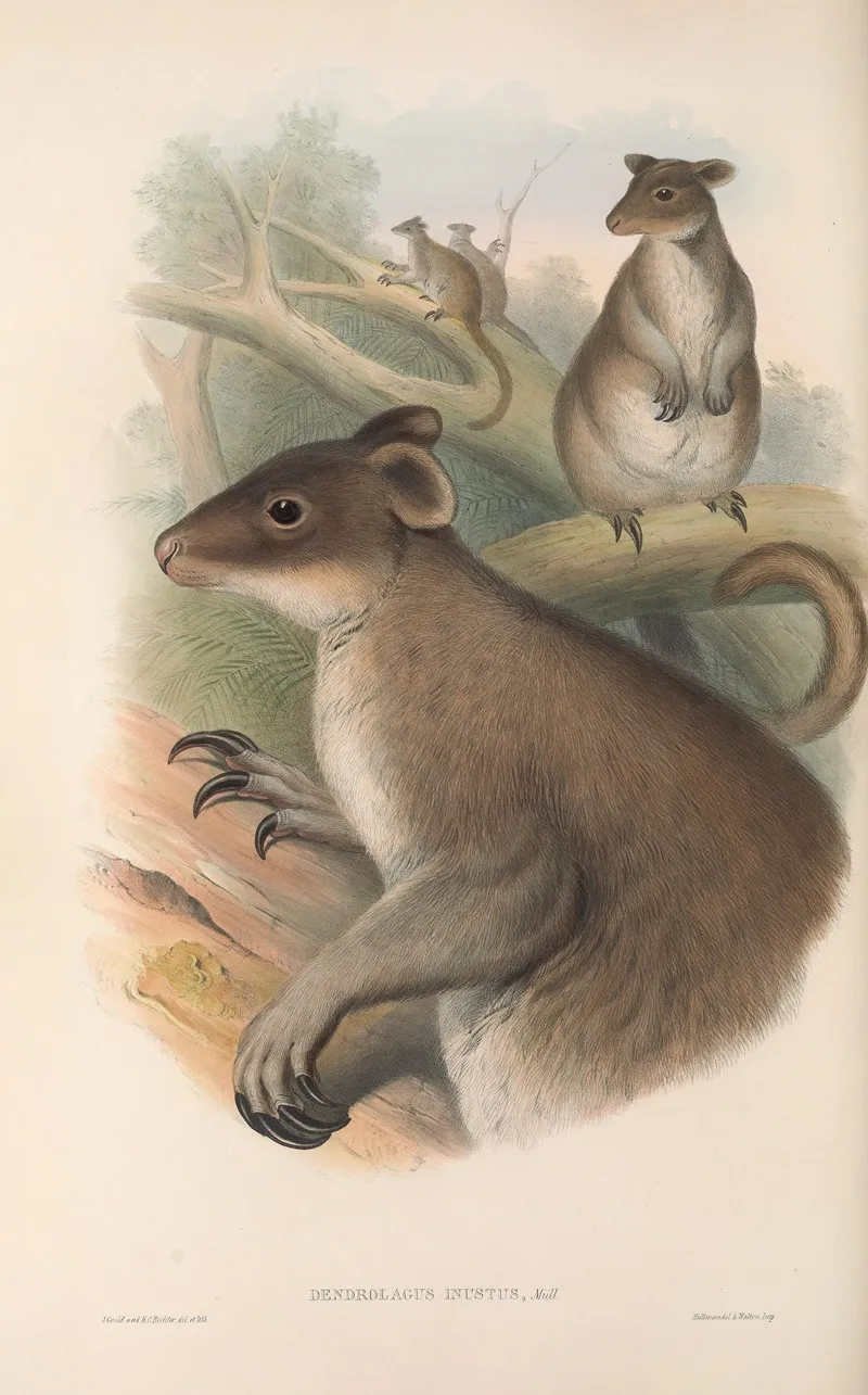 The Mammals Of Australia Pl 086 Wall Art by John Gould - High-Resolution Digital Print