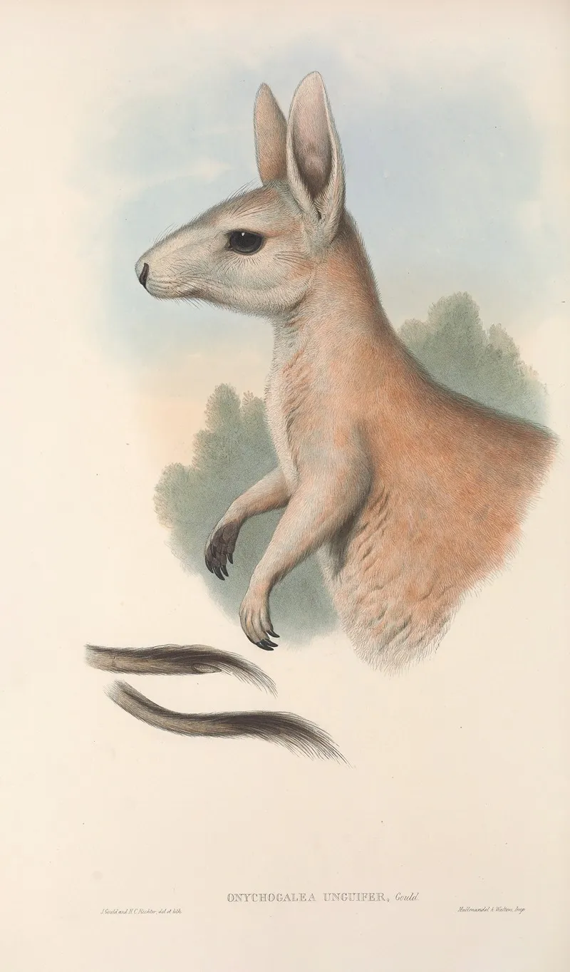 The Mammals Of Australia Pl 088 Wall Art by John Gould - High-Resolution Digital Print