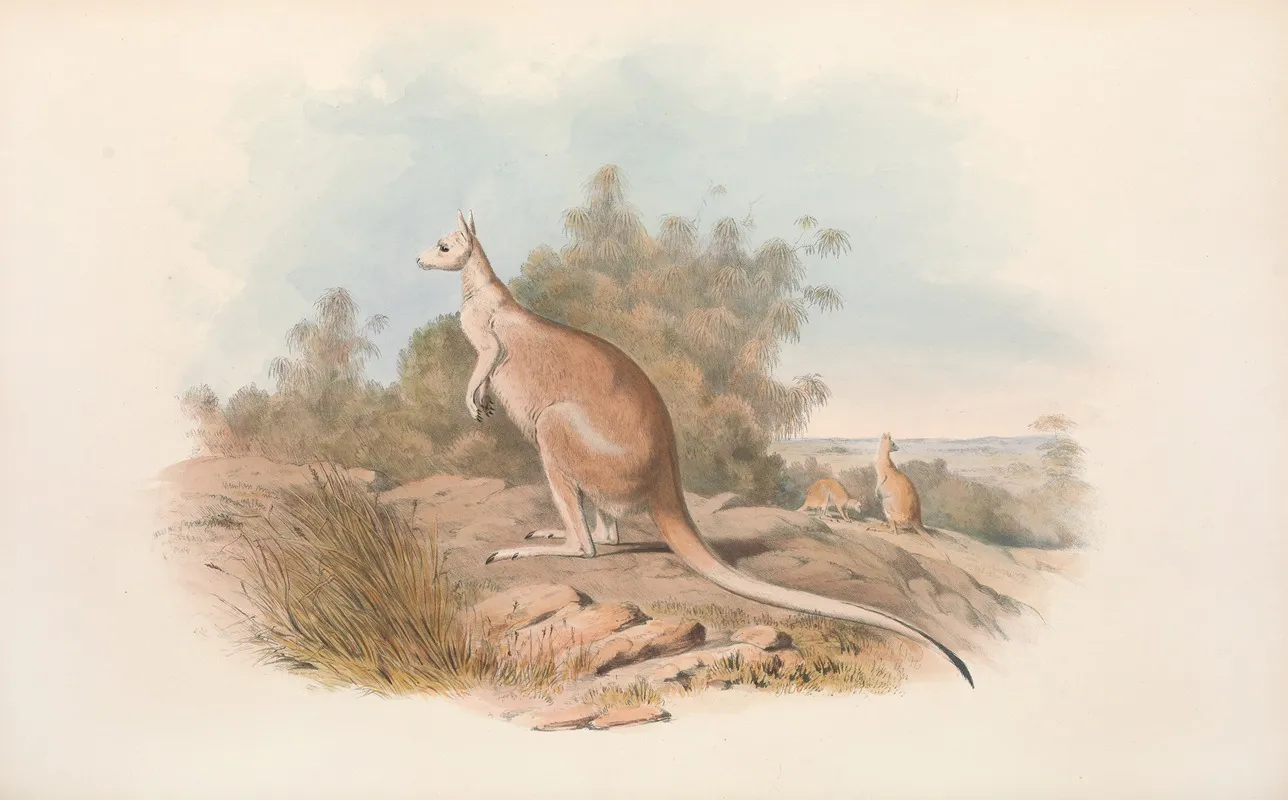 The Mammals Of Australia Pl 089 Wall Art by John Gould - High-Resolution Digital Print