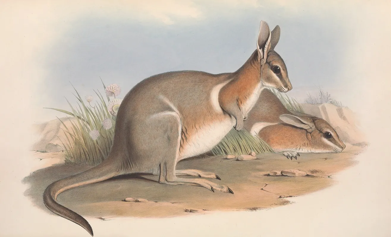 The Mammals Of Australia Pl 091 Wall Art by John Gould - High-Resolution Digital Print