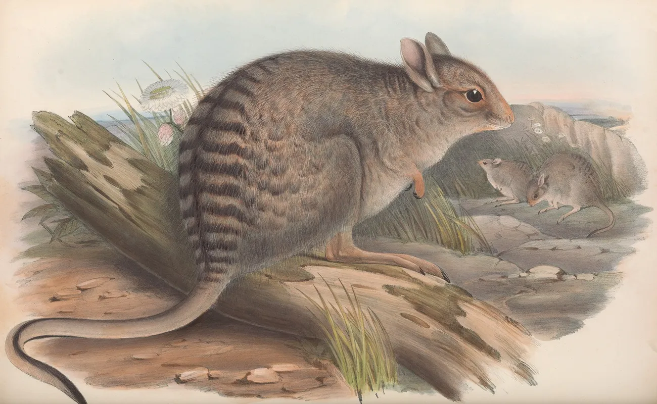 The Mammals Of Australia Pl 092 Wall Art by John Gould - High-Resolution Digital Print