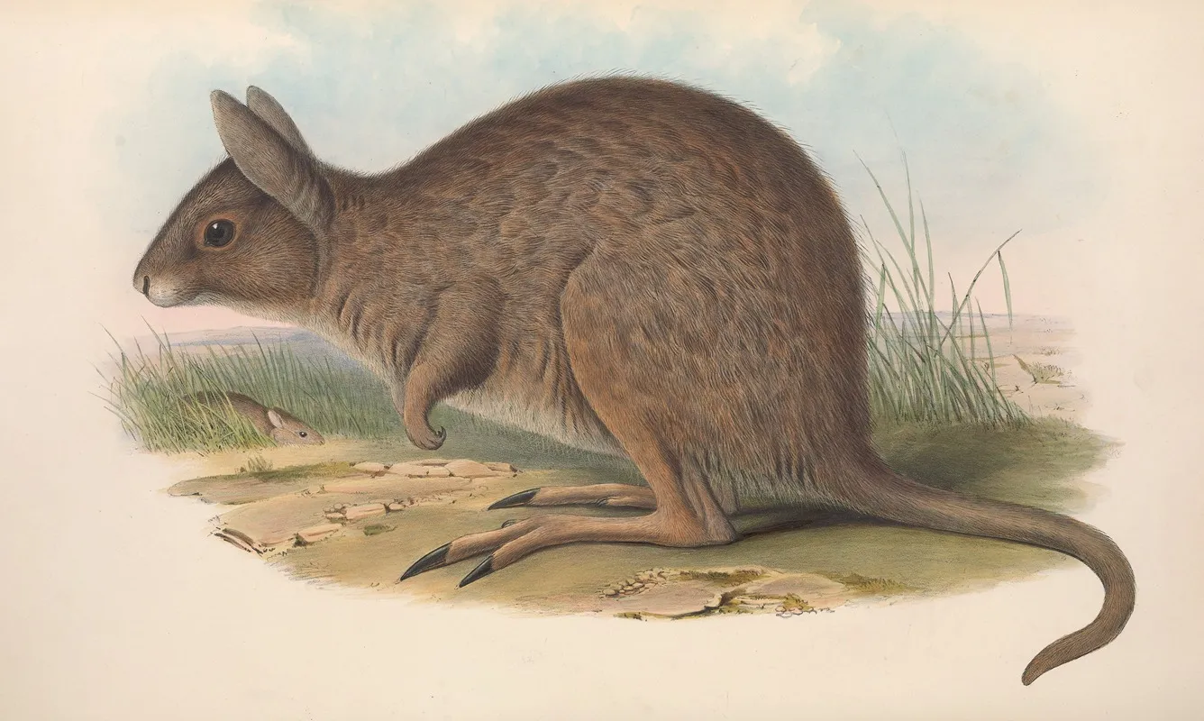 The Mammals Of Australia Pl 093 Wall Art by John Gould - High-Resolution Digital Print