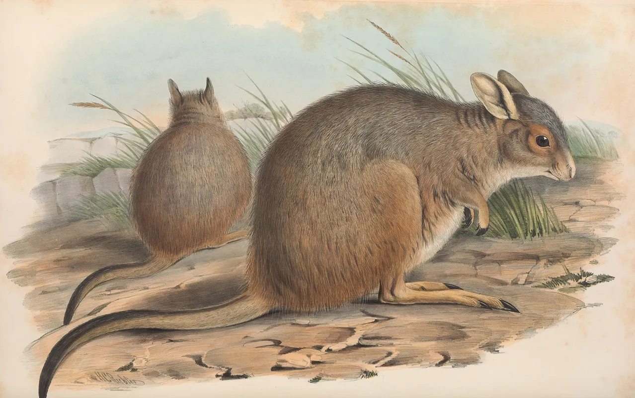The Mammals Of Australia Pl 094 Wall Art by John Gould - High-Resolution Digital Print