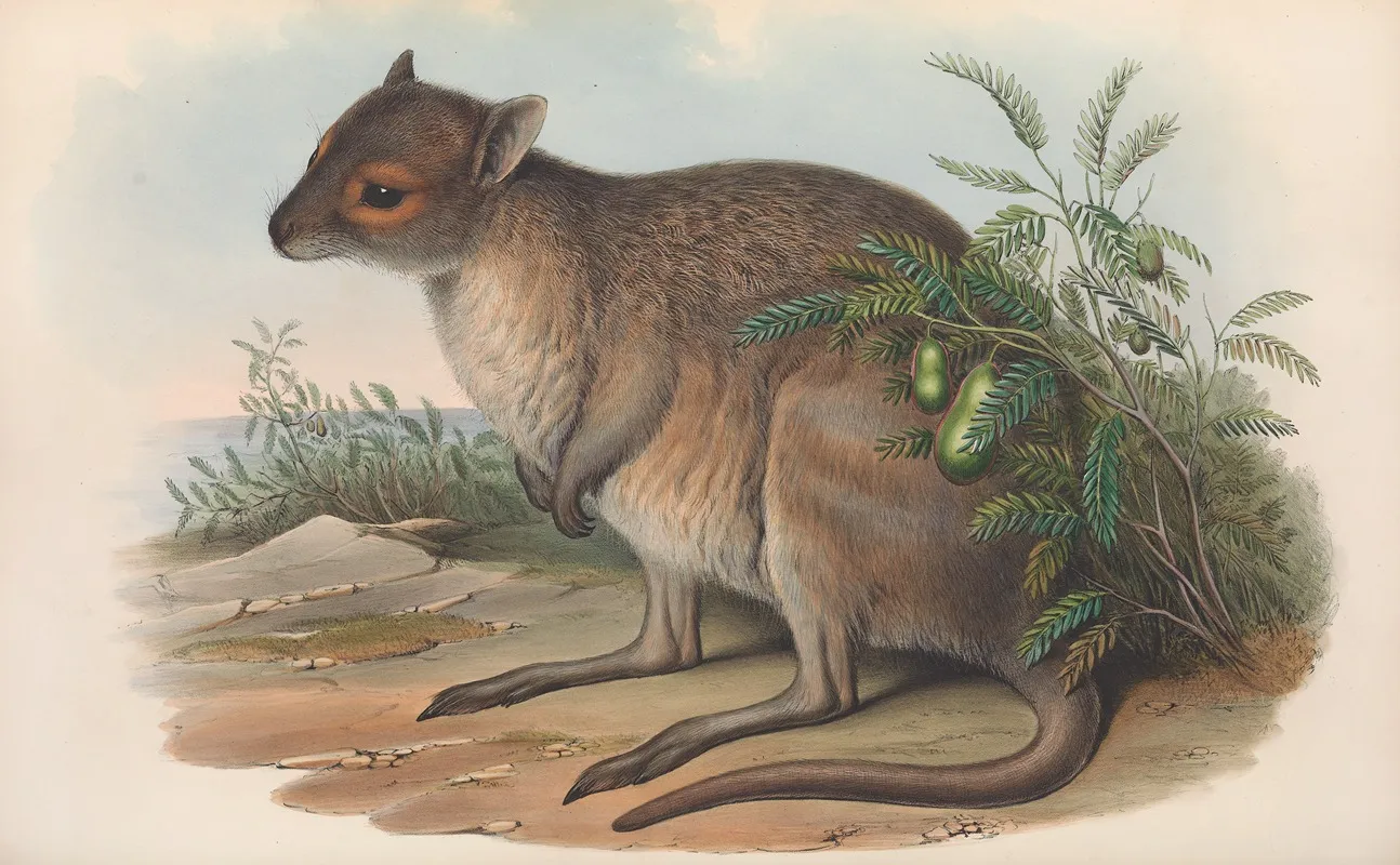The Mammals Of Australia Pl 095 Wall Art by John Gould - High-Resolution Digital Print