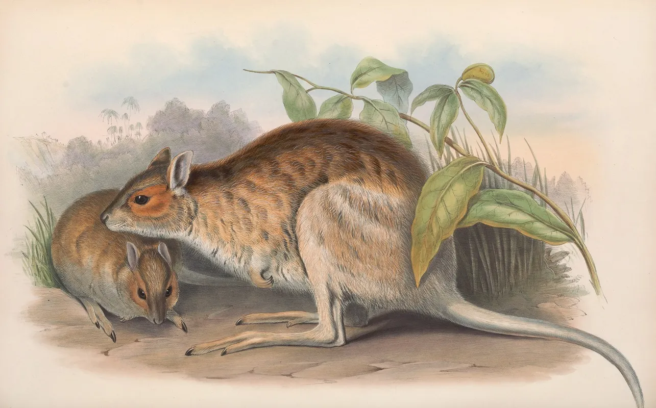 The Mammals Of Australia Pl 096 Wall Art by John Gould - High-Resolution Digital Print