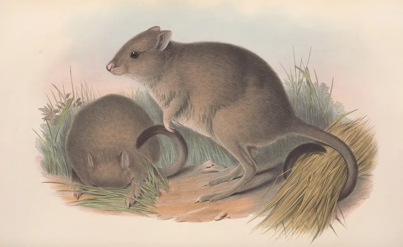 The Mammals Of Australia Pl 097 Wall Art by John Gould - High-Resolution Digital Print