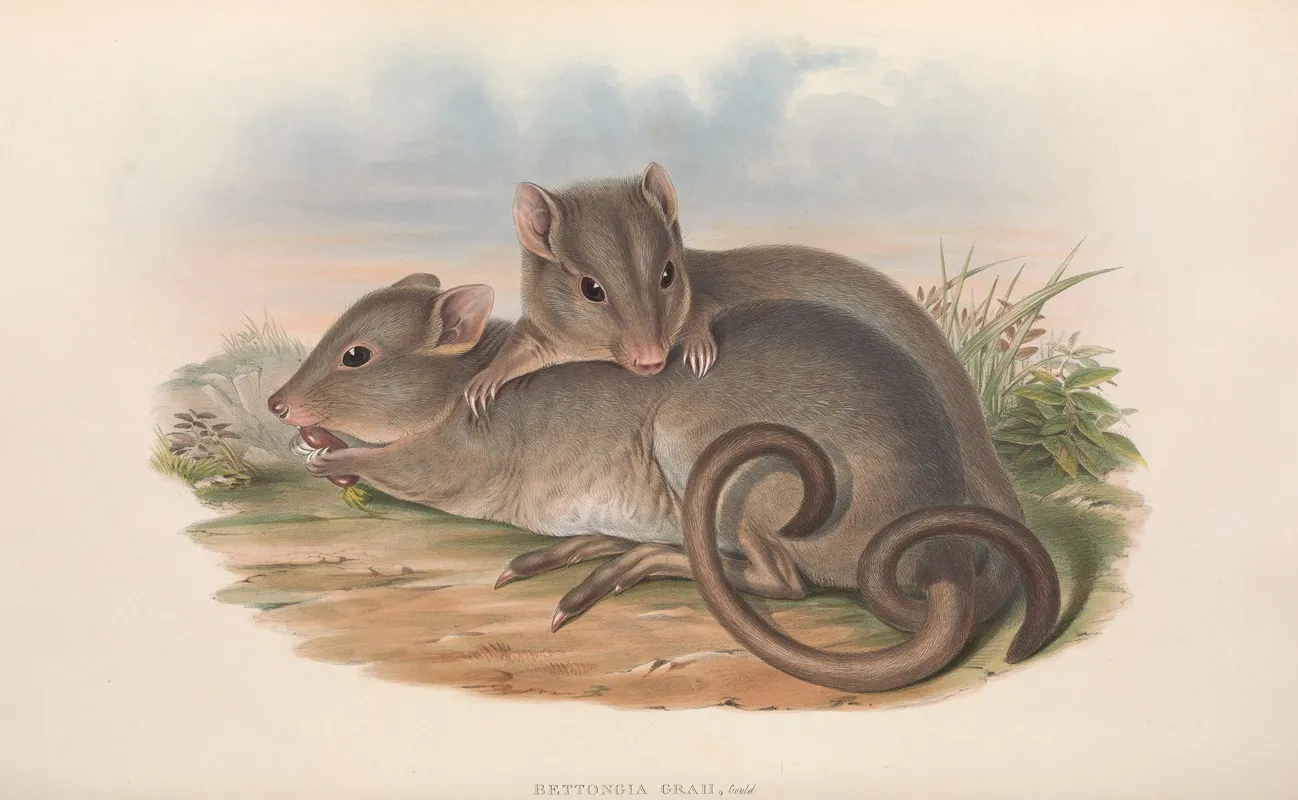 The Mammals Of Australia Pl 100 Wall Art by John Gould - High-Resolution Digital Print