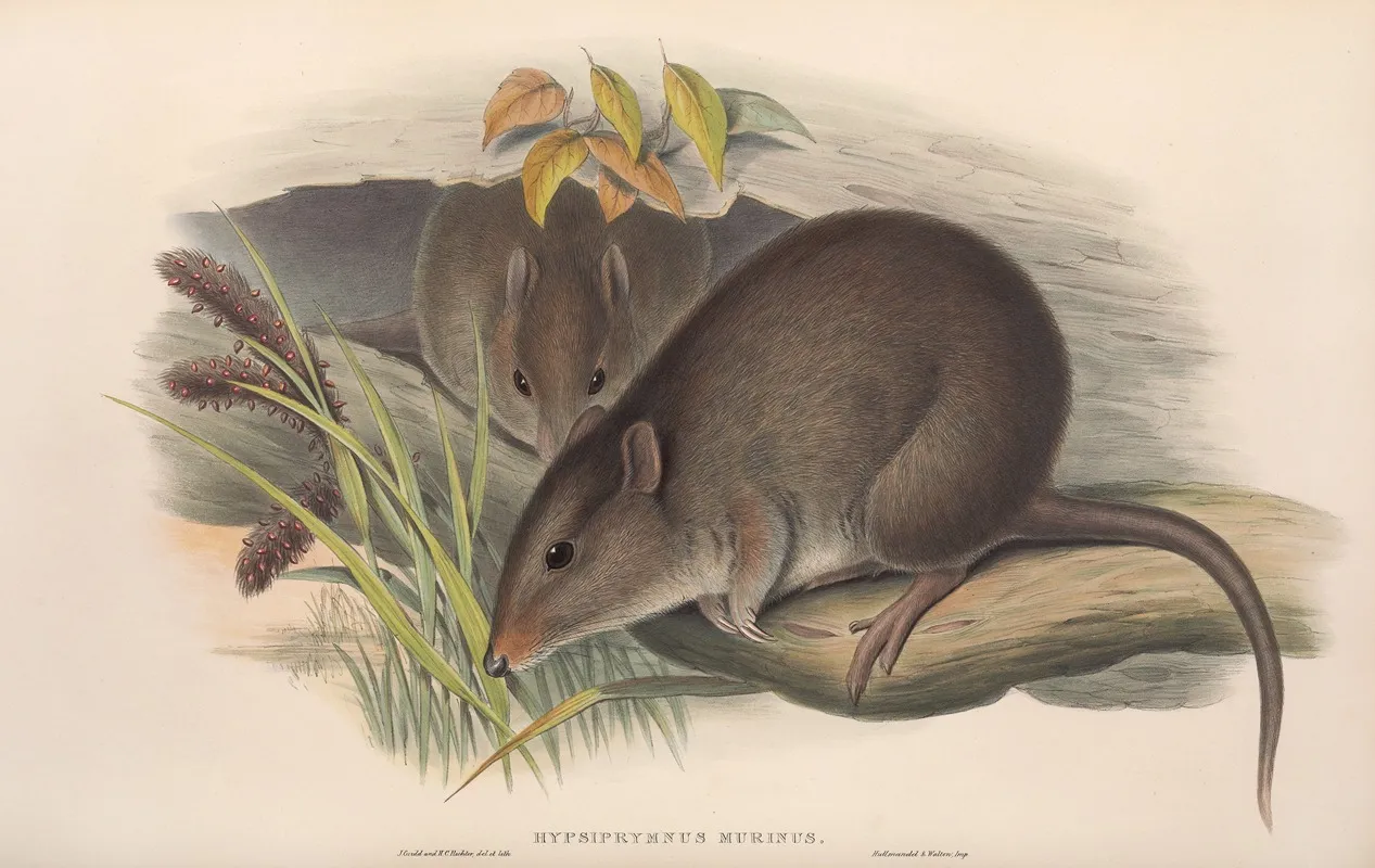 The Mammals Of Australia Pl 103 Wall Art by John Gould - High-Resolution Digital Print