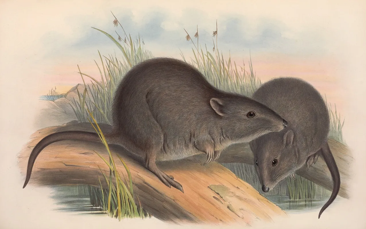 The Mammals Of Australia Pl 105 Wall Art by John Gould - High-Resolution Digital Print
