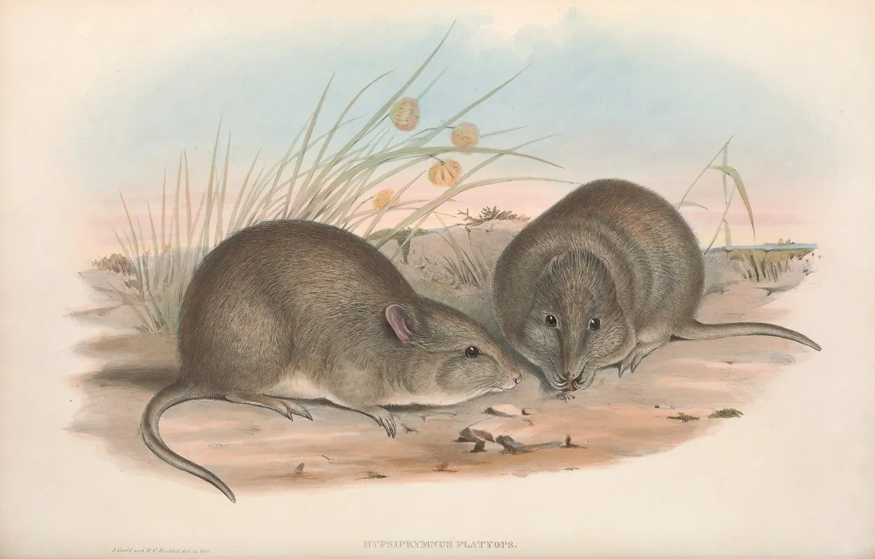 The Mammals Of Australia Pl 106 Wall Art by John Gould - High-Resolution Digital Print