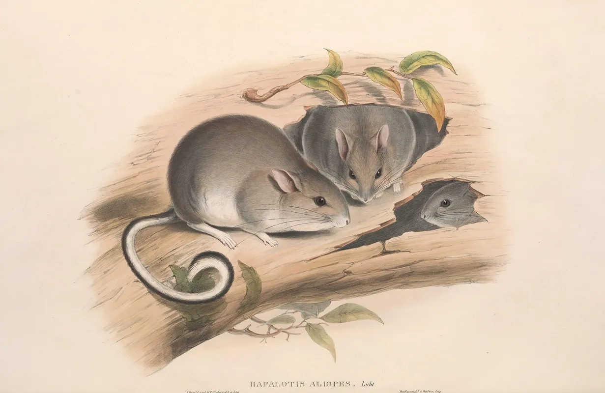 The Mammals Of Australia Pl 107 Wall Art by John Gould - High-Resolution Digital Print