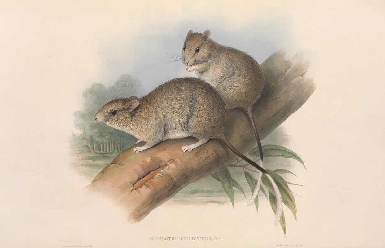 The Mammals Of Australia Pl 109 Wall Art by John Gould - High-Resolution Digital Print