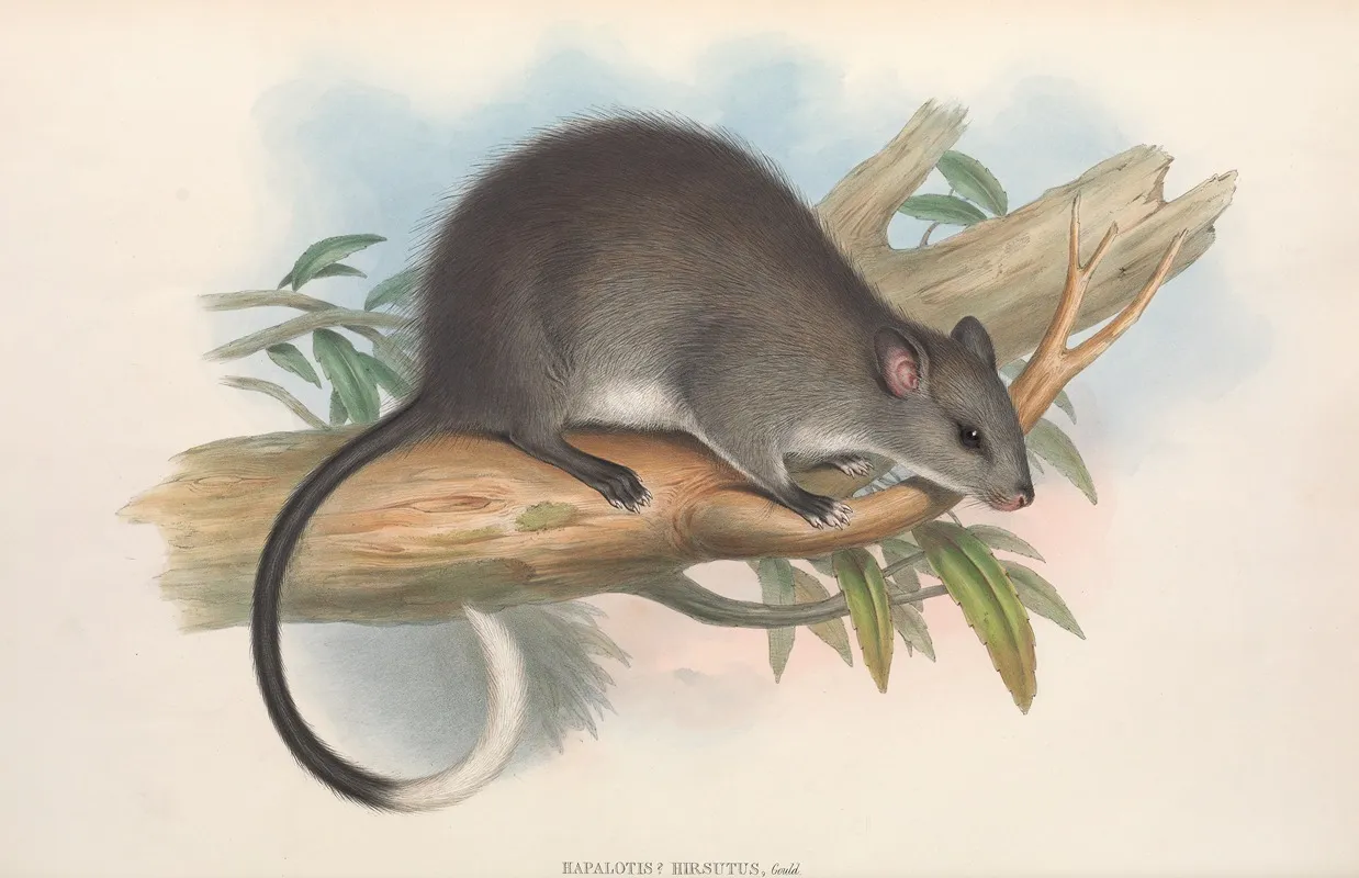 The Mammals Of Australia Pl 110 Wall Art by John Gould - High-Resolution Digital Print
