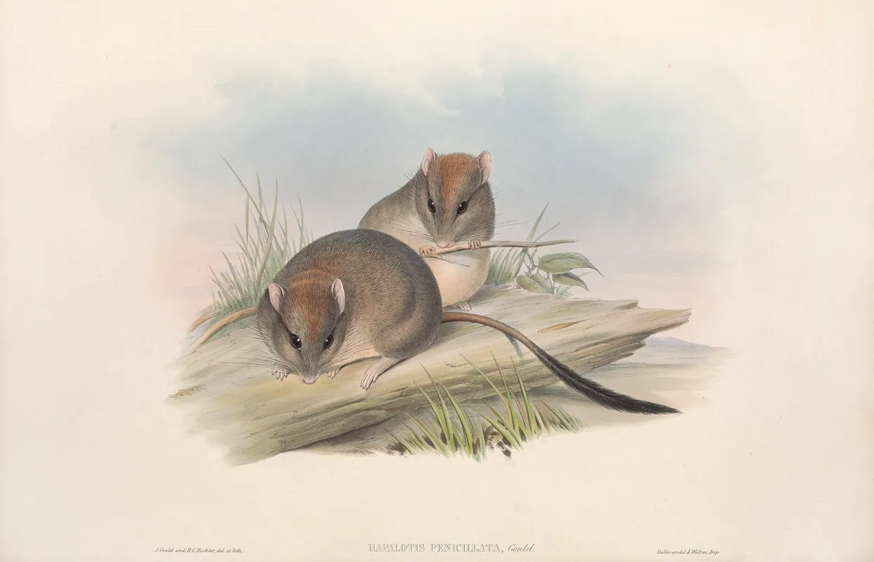 The Mammals Of Australia Pl 111 Wall Art by John Gould - High-Resolution Digital Print