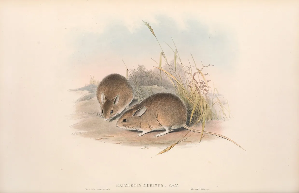 The Mammals Of Australia Pl 113 Wall Art by John Gould - High-Resolution Digital Print