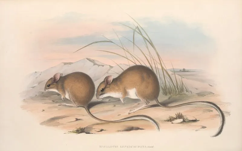 The Mammals Of Australia Pl 114 Wall Art by John Gould - High-Resolution Digital Print