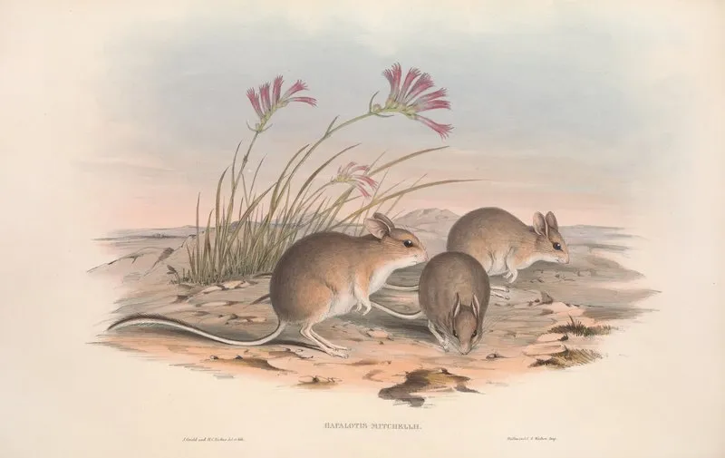 The Mammals Of Australia Pl 115 Wall Art by John Gould - High-Resolution Digital Print