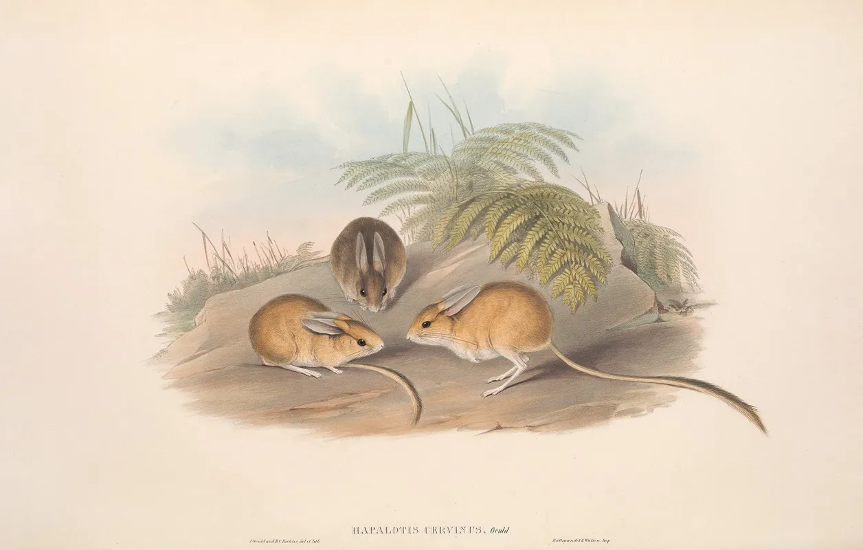 The Mammals Of Australia Pl 116 Wall Art by John Gould - High-Resolution Digital Print