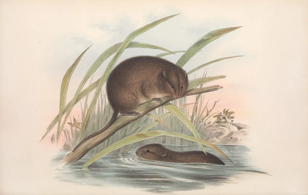 The Mammals Of Australia Pl 117 Wall Art by John Gould - High-Resolution Digital Print