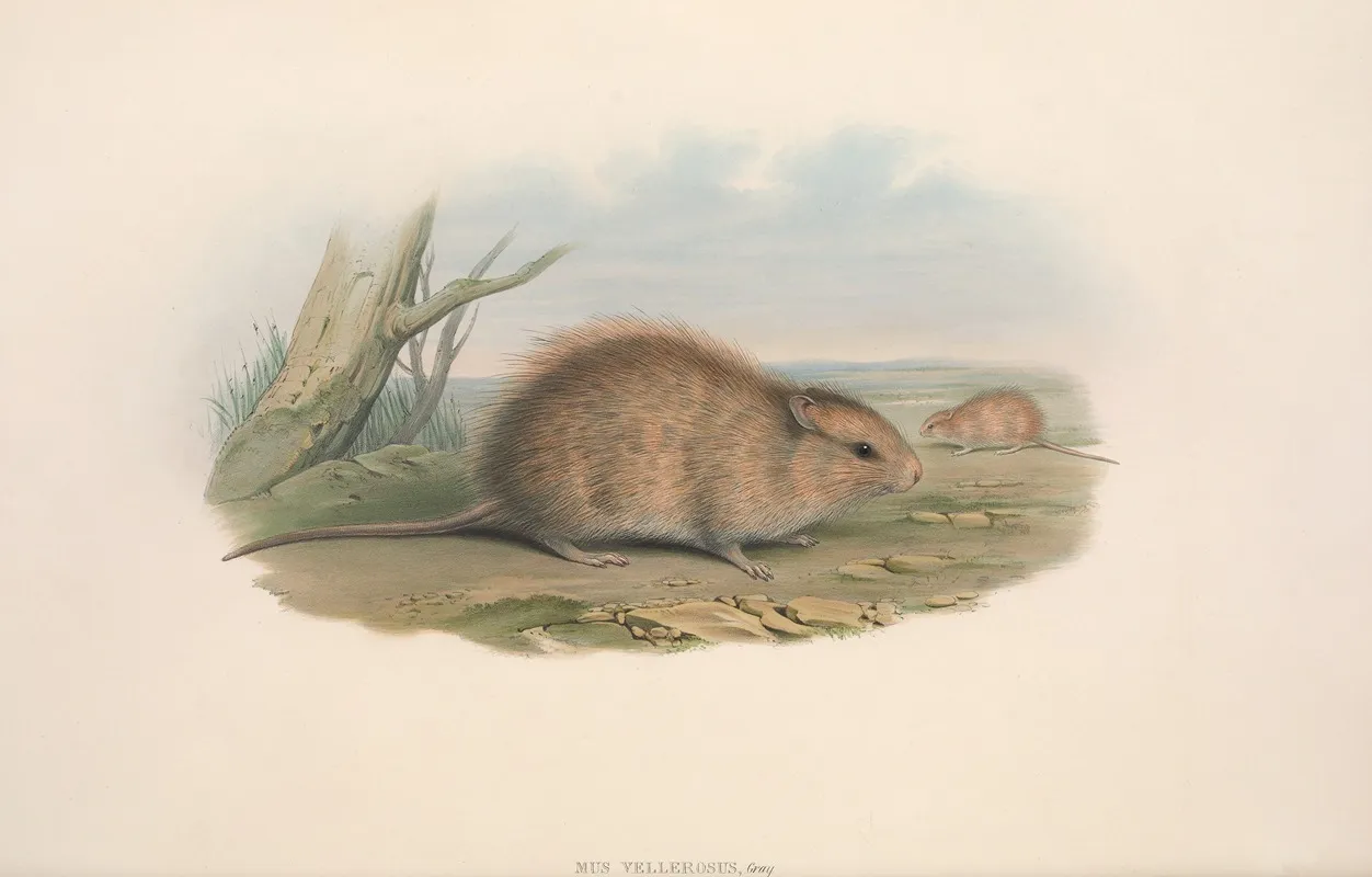 The Mammals Of Australia Pl 118 Wall Art by John Gould - High-Resolution Digital Print