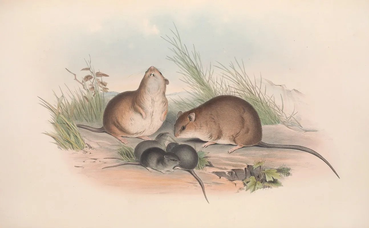 The Mammals Of Australia Pl 120 Wall Art by John Gould - High-Resolution Digital Print